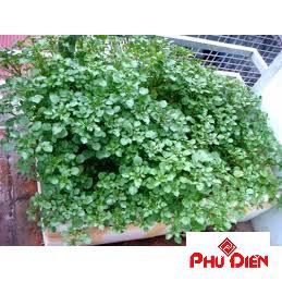 400 hạt giống rau cải xoong  PHÚ ĐIỀN