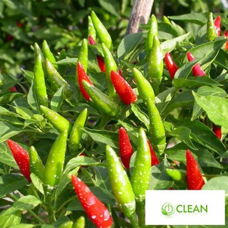 Hạt giống Ớt chỉ thiên F1