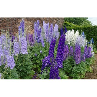 Hạt giống hoa Phi yến (violet) mix