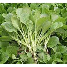 Gói 20 Gram hạt giống rau cải canh ăn non