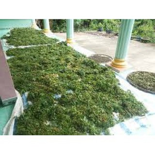 Lá đinh lăng khô (lá đinh lăng nếp 1kg)