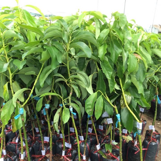 Cây giống bơ quả dài