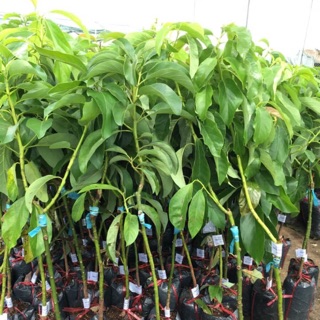 Cây giống bơ quả dài