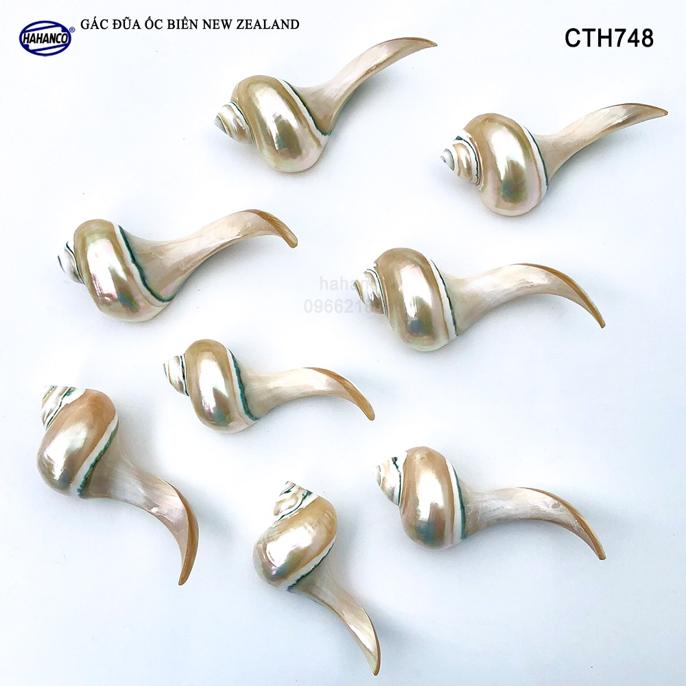 Gác Đũa Ốc Biển Độc Đáo HAHANCO (01 Chiếc) Nghệ Thuật Ẩm Thực Việt - CTH748
