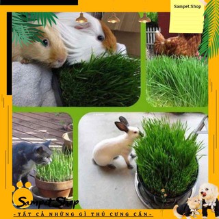 Hạt giống cỏ lúa mì cho mèo
