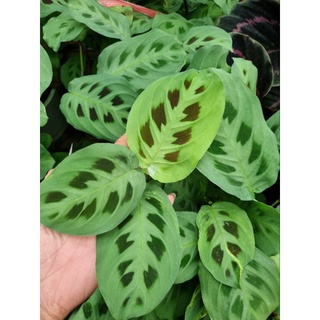 cây đuôi công Maranta leuconeura