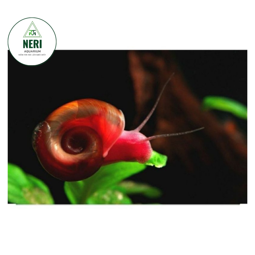 Ốc Táo Đỏ Thủy Sinh Diệt Rêu Hại