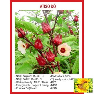 Gói 20 hạt giống cây atiso đỏ đà lạt