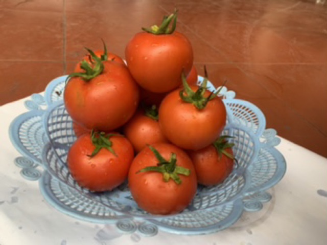 Hạt giống cà chua vô hạn F1 Taka050