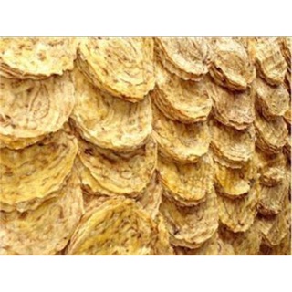 Chuối Sứ Ép Khô