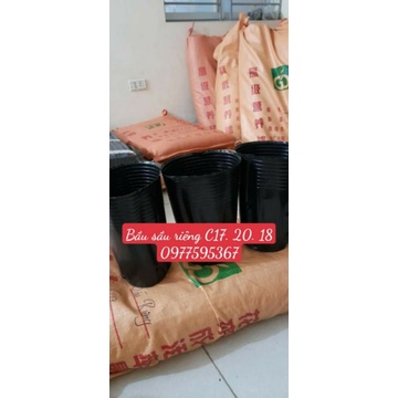 Chậu sầu riêng  , .