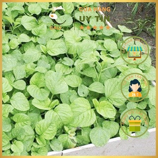 Hạt giống Rau Dền Cơm Rado 86 (10gr)