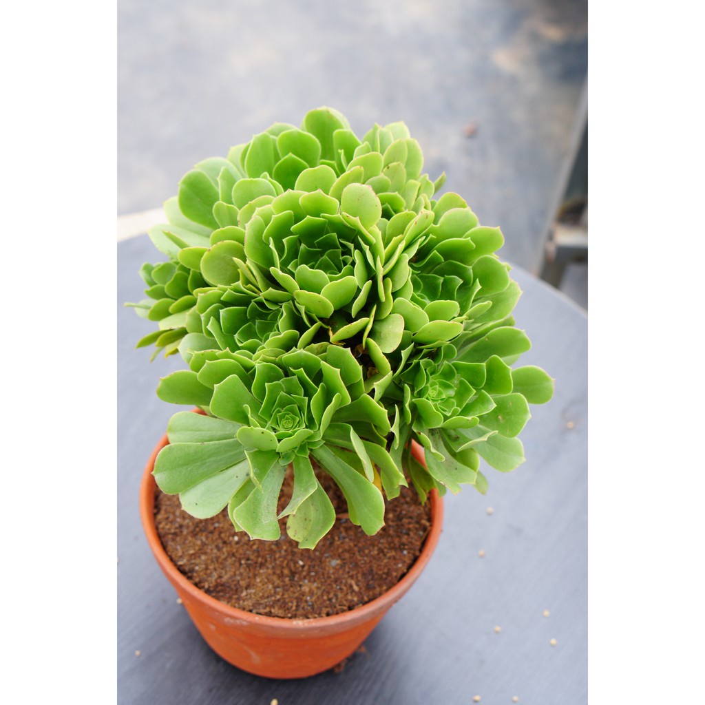 Sen đá Aeonium Xanh Gốc thụ 20cm -  Dễ trồng, khỏe -  thuần khí hậu Đà Lạt