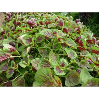 2000 hạt giống rau dền khoang , dể trồng đạt năng suất cao