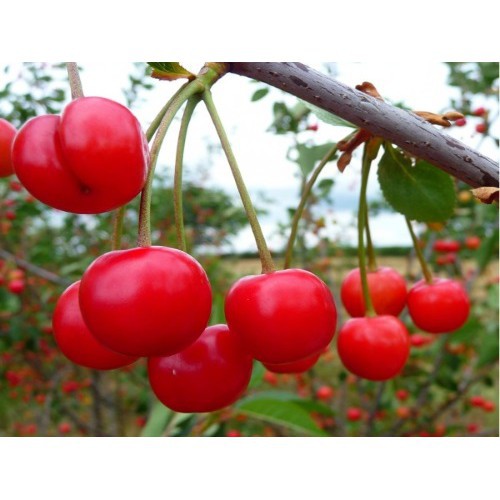 Hạt Giống Quả Anh Đào Cherry Mỹ