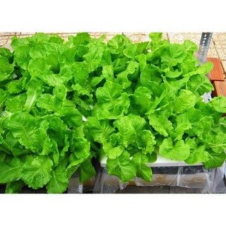 2gr - HẠT GIỐNG XÀ LÁCH MINETTO