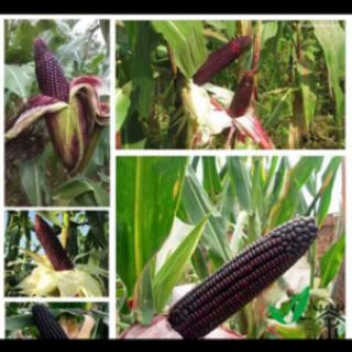 Hạt giống bắp tím đỏ_ gói 10gr