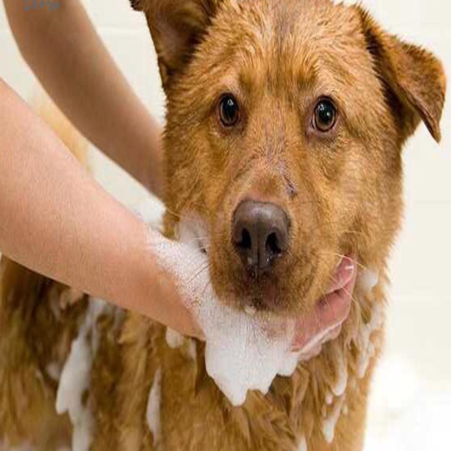 SỮA TẮM DƯỠNG LÔNG, DƯỠNG DA BIO JOLIE 500ML