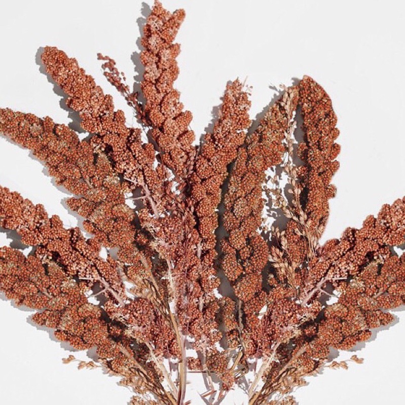 Kê Chùm Nguyên Cành (10 Nhánh) cho Hamster | Thú Nhỏ