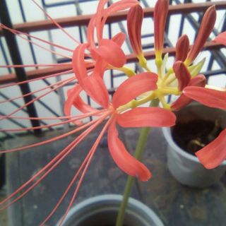 Củ Hoa Bỉ Ngạn 5 màu