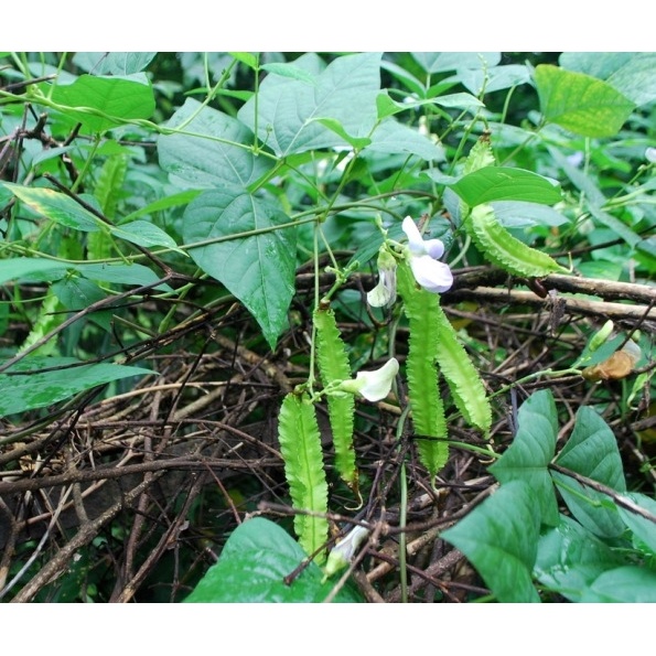 Hạt Giống Đậu Rồng - Gói 10 Gram