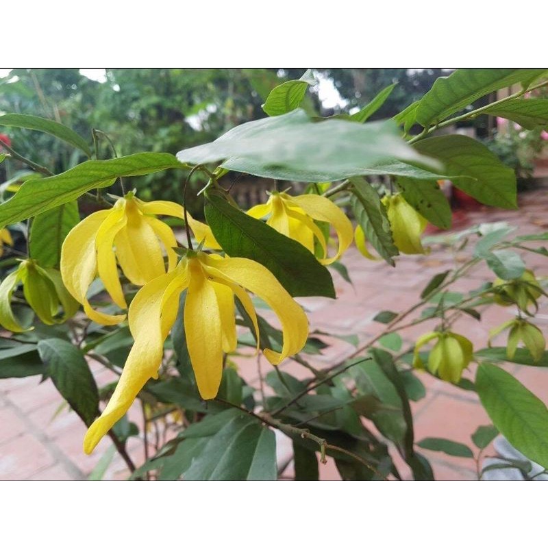 CÂY HOA RẺ CAO 30CM