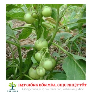 Hạt giống cà pháo xanh 2g (quả to, màu xanh, ăn rất giòn)