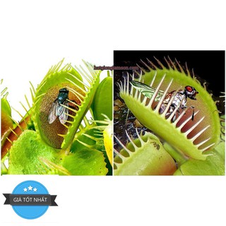 45a Hạt giống cây Bắt Ruồi + Diệt Côn Trùng ( 4- 5 hạt)