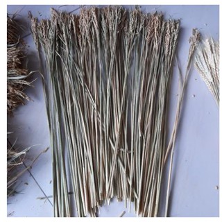 BÔNG LÚA KHÔ HẠT NGUYÊN THỦY - LÚA KHÔ 45- 50 BÔNG