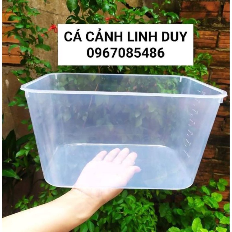 KHAY NHỰA NUÔI  CÁ MÀU  TRONG