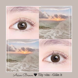 Lens nâu tây vừa ASIAN