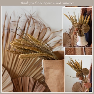 Cành Millets khô ❤️FREESHIP❤️ hoa khô kê tai hạt - Trang trí homestay