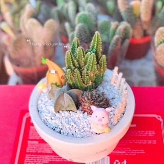 Chậu mix xương rồng kèm phụ kiện