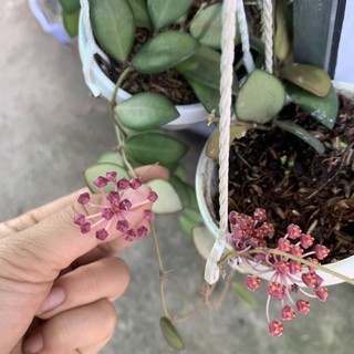 Lan Cẩm Cù DS70