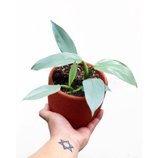 Trầu Bà Kiếm Bạc | Philodendron Hastatum
