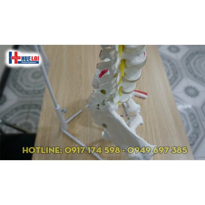 Mô hình xương cột sống , khung chậu 83cm  - mô hình xương