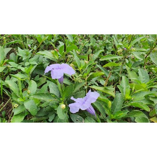 Hạt giống cây cỏ nổ (cây nổ, sâm tanh tách) - 20 quả