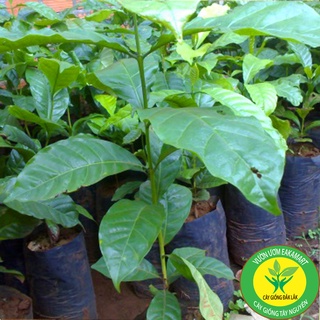 Cây cà phê vối TR4 (cao sản)