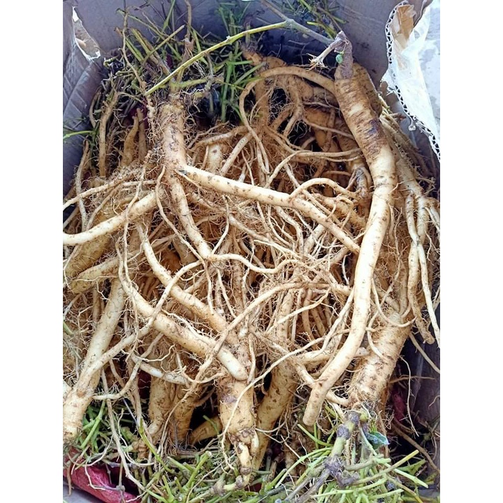 Sâm dây khô Ngọc Linh Kon Tum hỗ trợ tăng cường sức khỏe