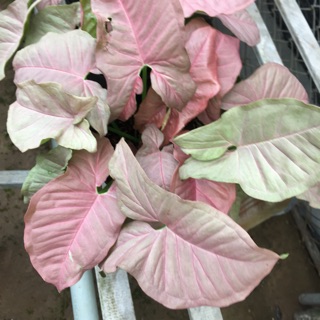 Cây trầu bà Hồng