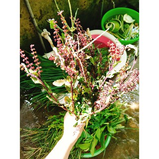 Dầu gội thảo dược