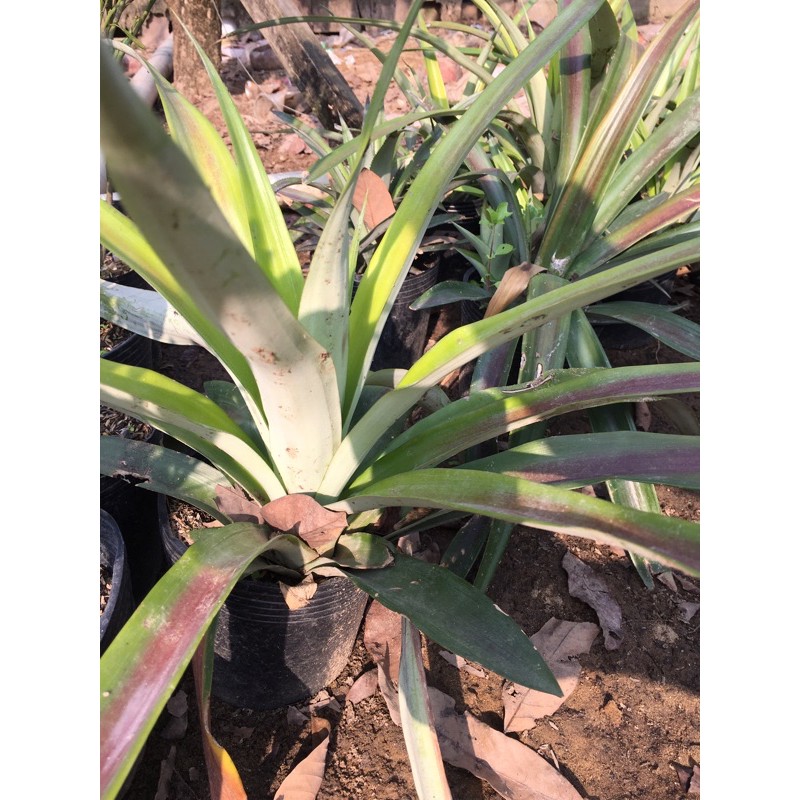 Cây giống khóm son