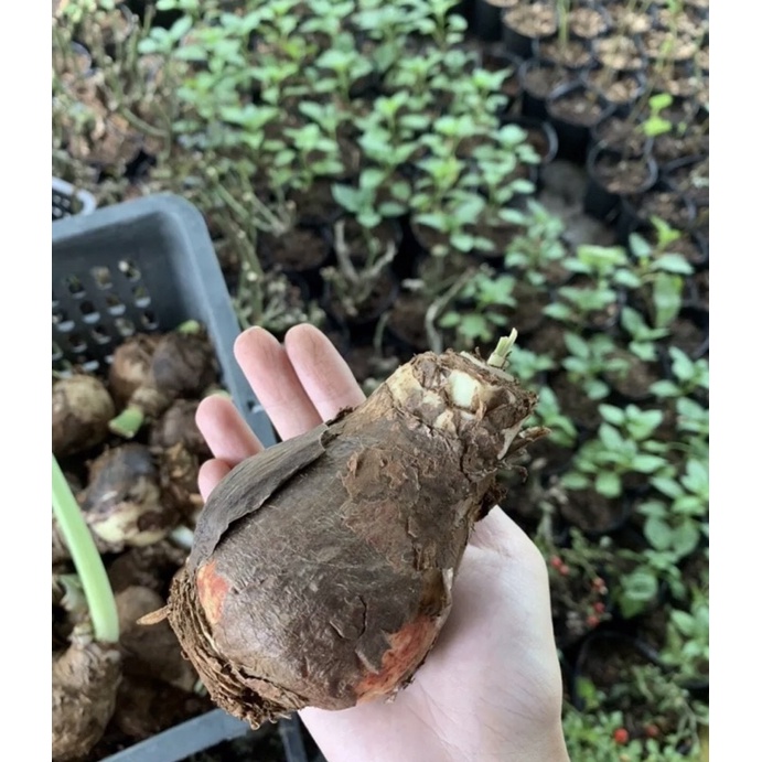 Cây loa kèn-  Lan Huệ Tây