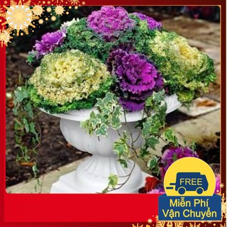 Hạt Giống Hoa Bắp Cải