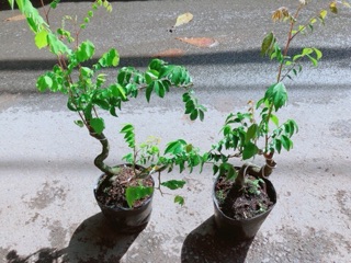 Cây Khế Bonsai