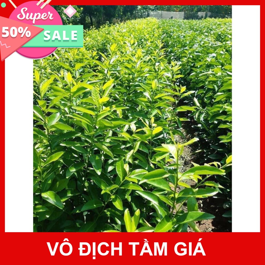 Giống Chuẩn Cây giống chanh không hạt