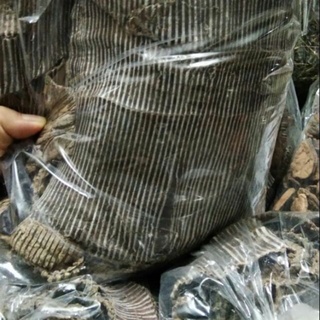 Đỗ Trọng bắc, đỗ trọng chích muối, khô, mới, nguyên chất
