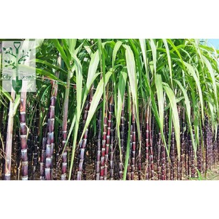 Phân Bón Lá Siêu Lân Đỏ Hà Lan