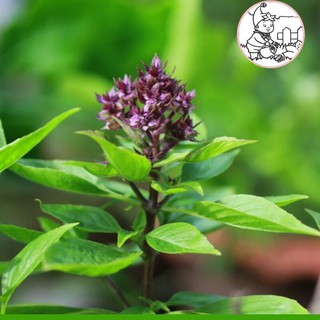 HẠT RAU HÚNG QUẾ RAU QUẾ - GÓI 5 GRAM