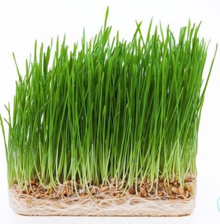 Cỏ mèo gói 100g